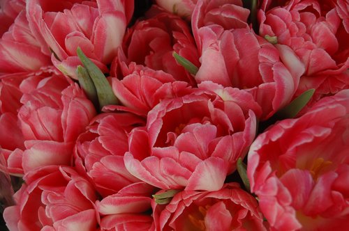 flower  tulips  spring