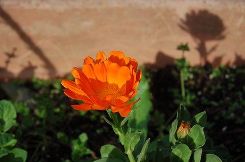 flower  nature  calendula