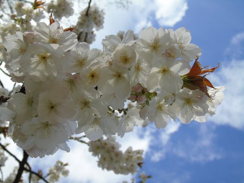 flower  cherry  branch