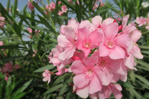 flower  plant  garden