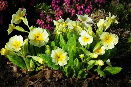 flower  primula  spring