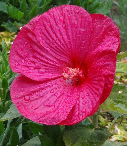 flower  plant  garden