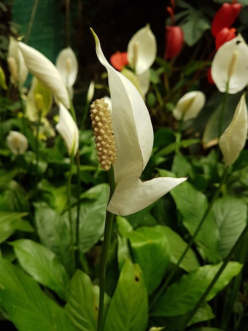 flower  nature  leaf