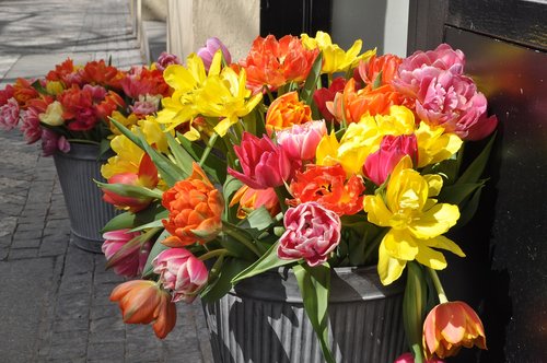 flower  tulip  bouquet