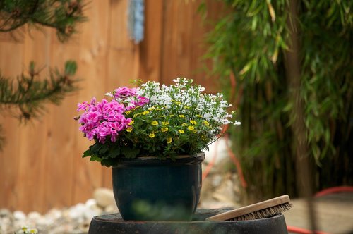 flower  plant  garden