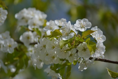 flower  plant  nature