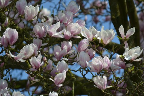 flower  magnolia  plant