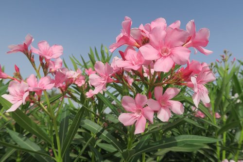 flower  nature  plant