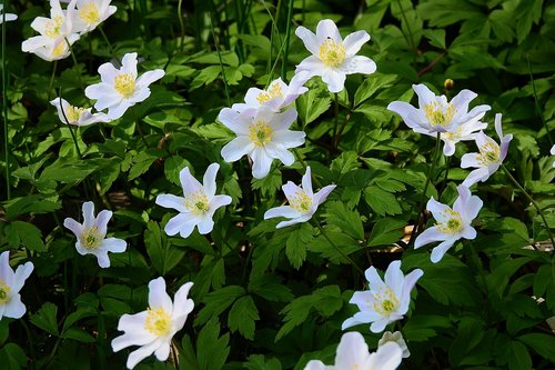 flower  nature  plant