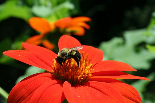 flower  nature  outdoors