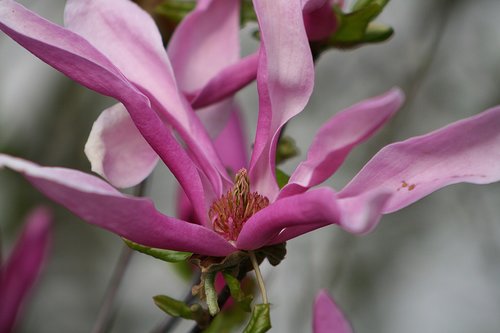 flower  plant  nature