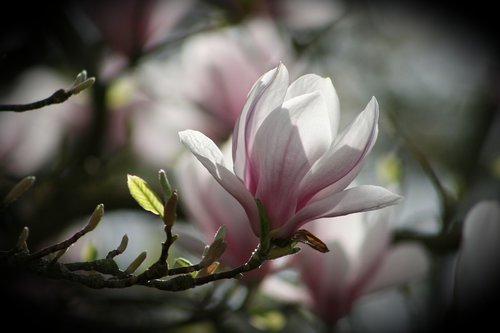 flower  plant  nature