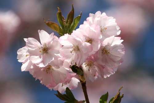 flower  plant  nature