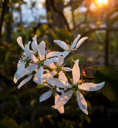 flower  nature  plant