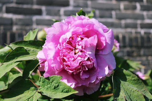 flower  plant  garden