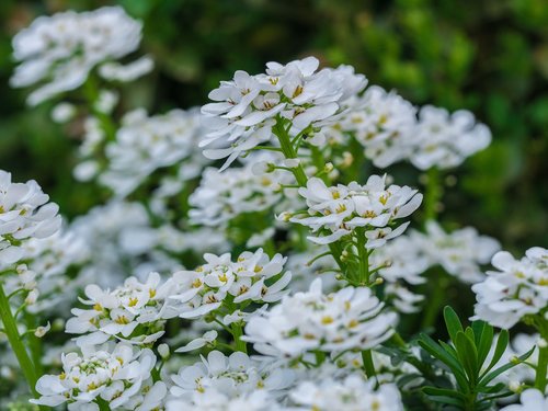 flower  flowers  white
