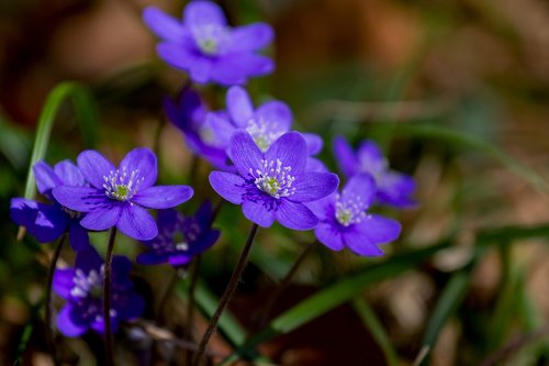 flower  hepatica  nature