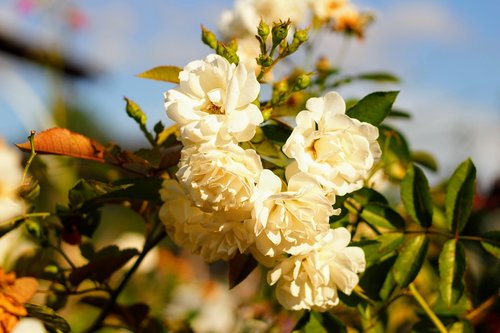 flower  nature  plant