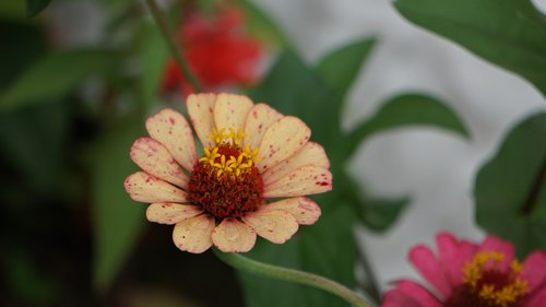 flower  nature  plant