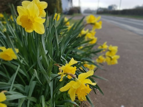 flower  daffodil  nature