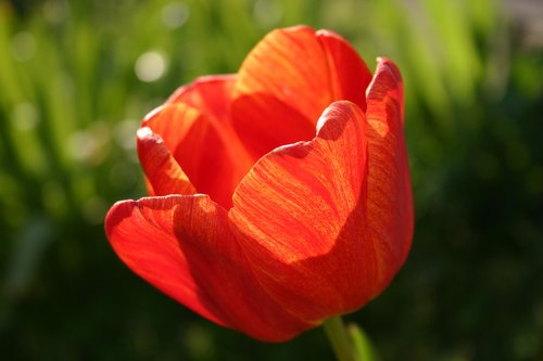 flower  nature  plant