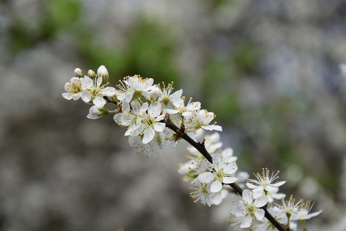 flower  plant  nature