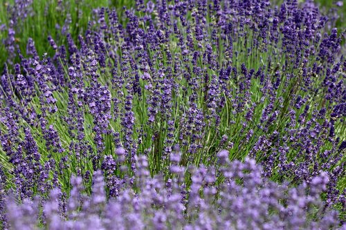 flower  lavender  nature