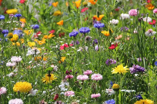 flower  plant  nature