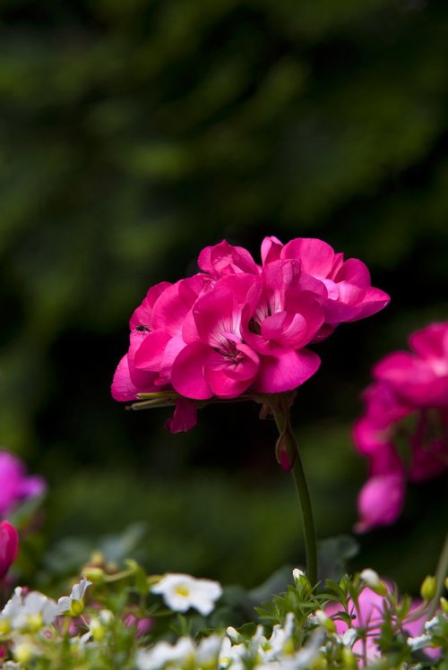 flower  nature  plant