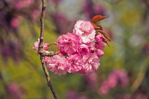 flower  nature  tree