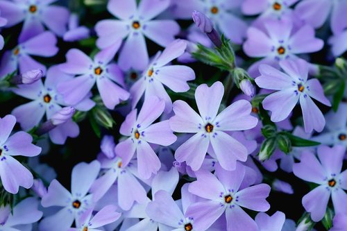 flower  plant  garden