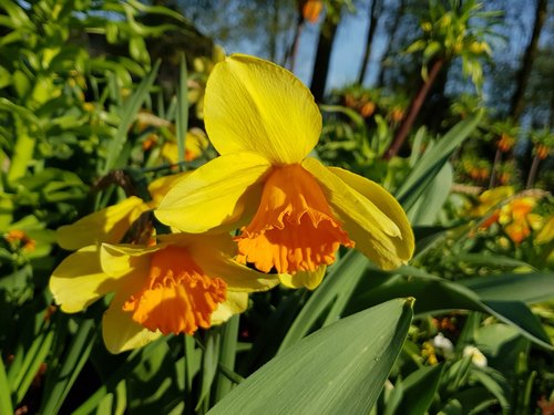 flower  nature  plant