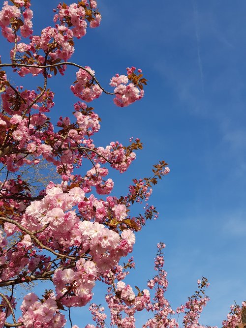 flower  cherry wood  tree