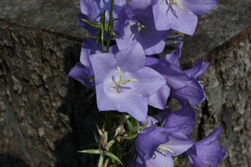 flower  nature  plant