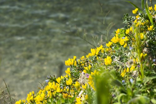 flower  nature  plant