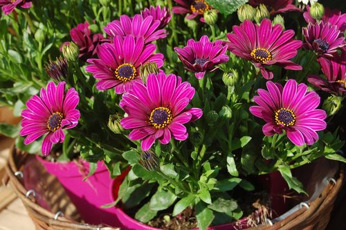 flower  nature  petals