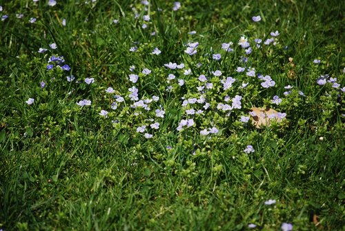 flower  plant  nature