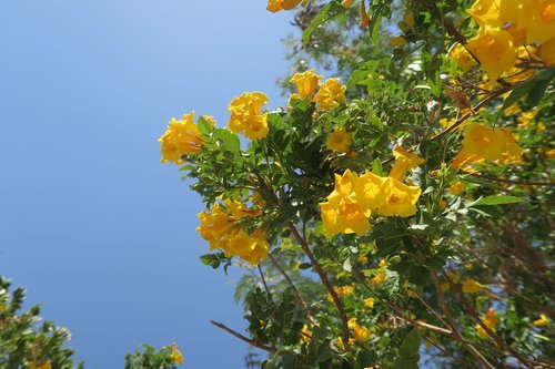 flower  tree  leaves