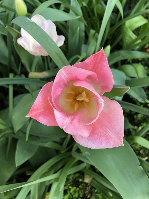 flower  plant  nature