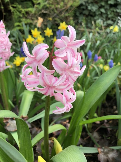 flower  nature  plant