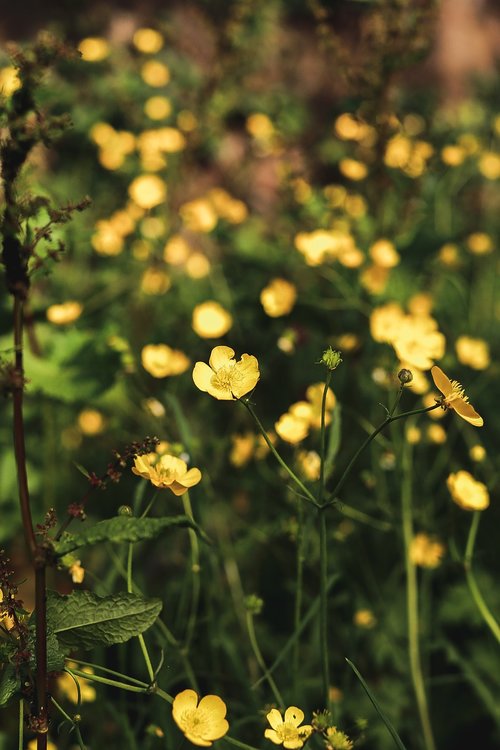 flower  nature  plant