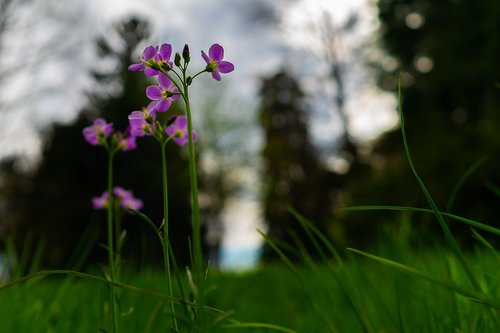 flower  nature  grass