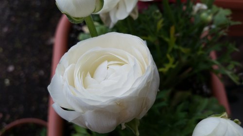 flower  rose  nature