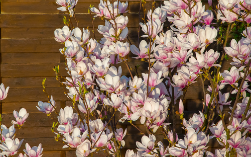 flower  plant  nature