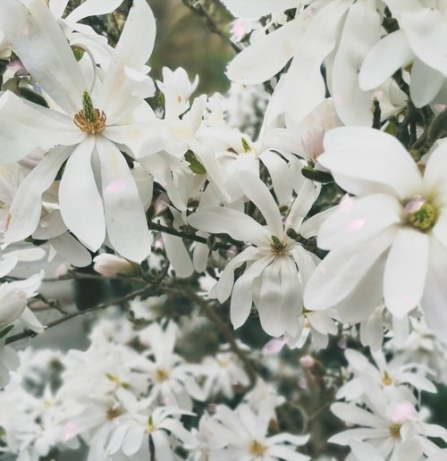 flower  plant  nature