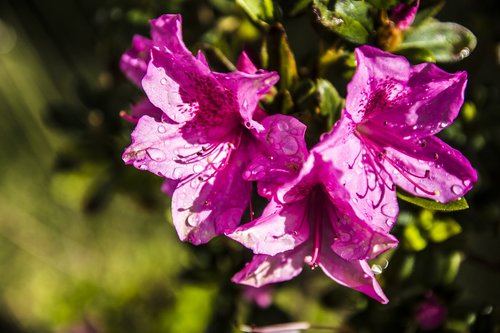 flower  nature  plant