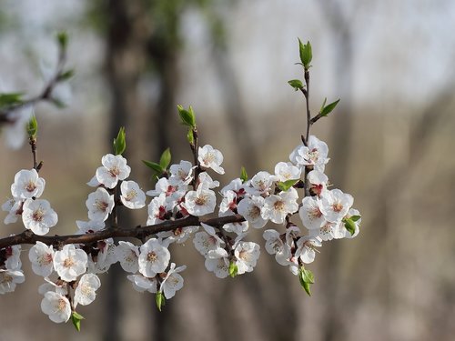 flower  tree  branch