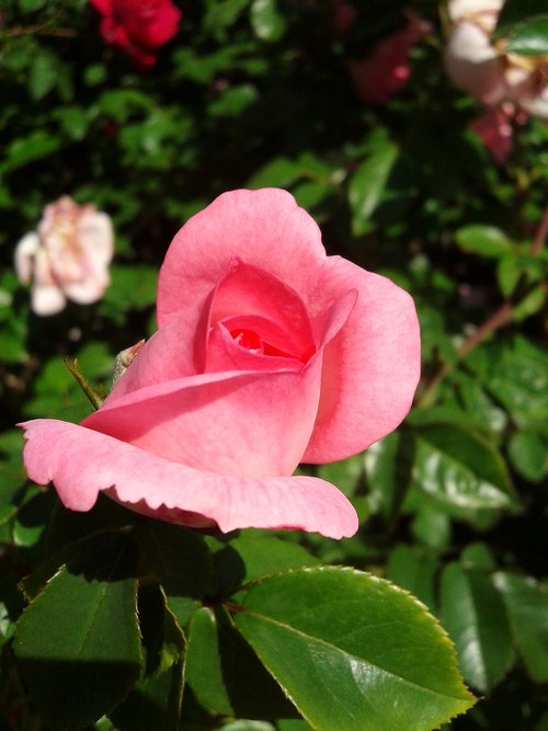 flower  plant  nature