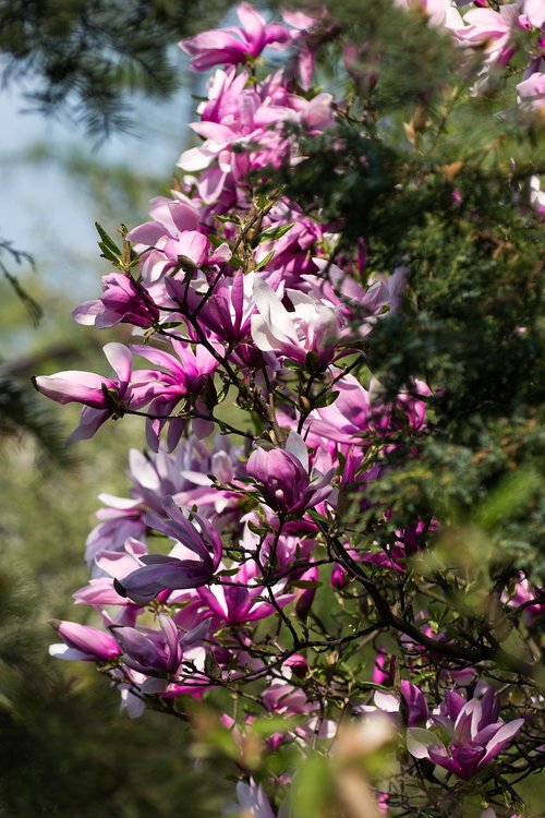 flower  magnolia