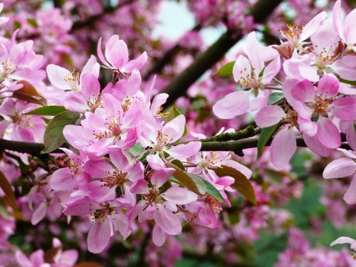 flower flowers magnolias